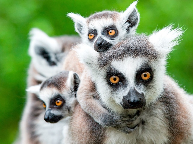W Krainie Lemurów I Baobabów